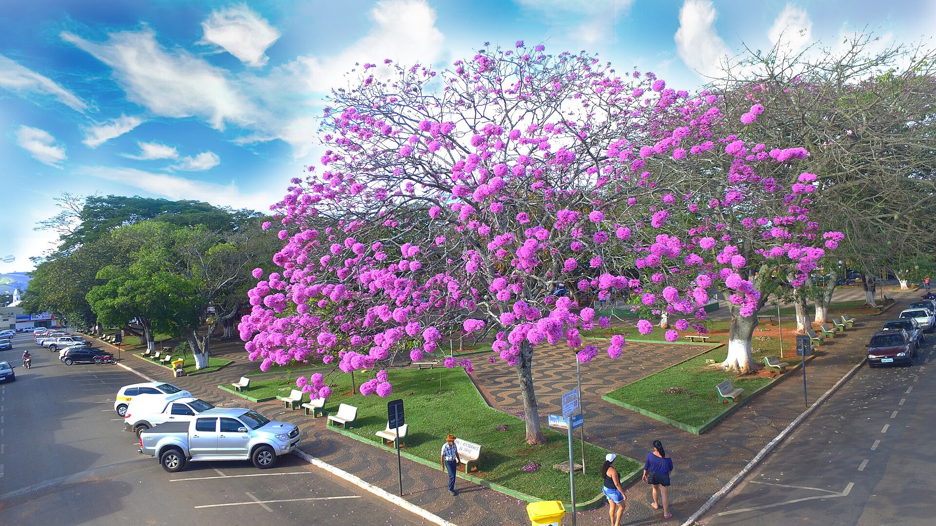 Praça Benedito Valadares, em Alterosa, vista do alto, com um ipê rosa florido e a rua ao lado